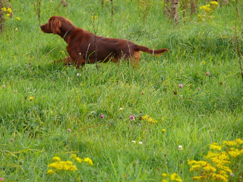 Linotte de l'anse de Tyroux